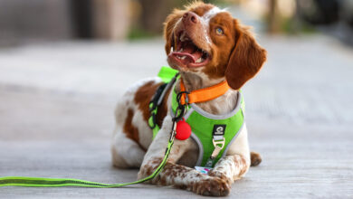 La ciudad desértica de México recurre al detective canino Manchas para salvar el agua La ciudad desértica de México recurre al detective canino Manchas para salvar el agua