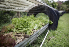 Costa Rica Permaculture Revolution Turns Waste into Water and Wealth