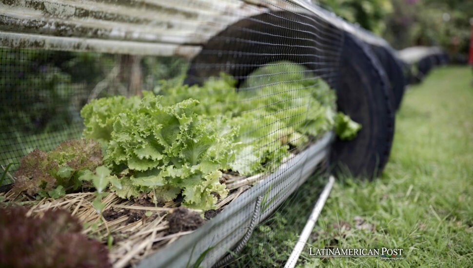 Costa Rica Permaculture Revolution Turns Waste into Water and Wealth Costa Rica Permaculture Revolution Turns Waste into Water and Wealth