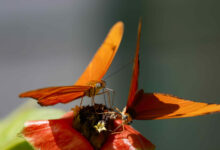 Costa Rica Bets on Butterflies to Rewild Science—and Rural Livelihoods