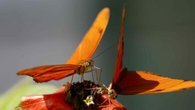 Costa Rica apuesta por las mariposas para revitalizar la ciencia y los medios de vida rurales Costa Rica apuesta por las mariposas para revitalizar la ciencia y los medios de vida rurales