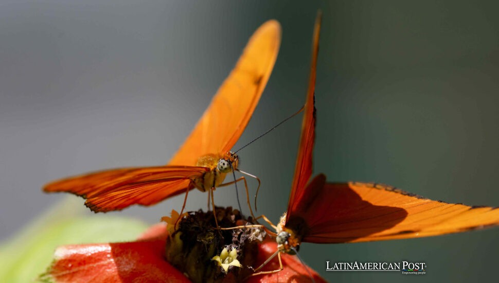 Costa Rica Bets on Butterflies to Rewild Science—and Rural Livelihoods Costa Rica Bets on Butterflies to Rewild Science—and Rural Livelihoods
