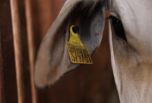 Brazil’s Cattle Tag Revolution: Can Traceability Save the Amazon—and Its Beef?