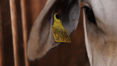 Brazil’s Cattle Tag Revolution: Can Traceability Save the Amazon—and Its Beef? Brazil’s Cattle Tag Revolution: Can Traceability Save the Amazon—and Its Beef?
