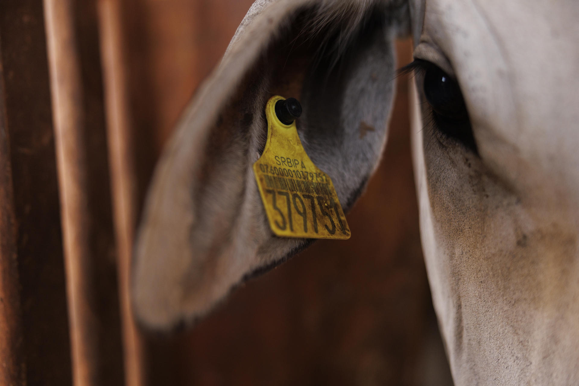 Brazil’s Cattle Tag Revolution: Can Traceability Save the Amazon—and Its Beef?