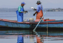Los Guardianes del Mar de Brasil extraen esperanza del lodo Los Guardianes del Mar de Brasil extraen esperanza del lodo