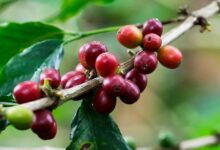The Colombian Farmer Who Taught Ecuador How to Taste Its Own Coffee