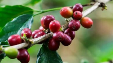 The Colombian Farmer Who Taught Ecuador How to Taste Its Own Coffee The Colombian Farmer Who Taught Ecuador How to Taste Its Own Coffee