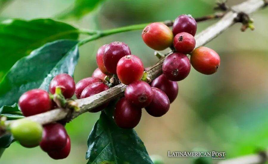 The Colombian Farmer Who Taught Ecuador How to Taste Its Own Coffee The Colombian Farmer Who Taught Ecuador How to Taste Its Own Coffee