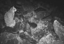 El amenazado gato andino de Chile enfrenta el peso de los sueños de cobre