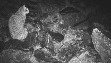 Chile’s Endangered Andean Cat Meets the Weight of Copper Dreams Chile’s Endangered Andean Cat Meets the Weight of Copper Dreams