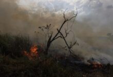 El verde del Amazonas regresa, incluso mientras las motosierras entonan un coro implacable