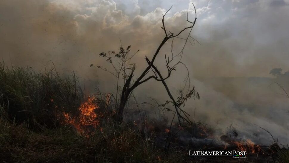 El verde del Amazonas regresa, incluso mientras las motosierras entonan un coro implacable El verde del Amazonas regresa, incluso mientras las motosierras entonan un coro implacable
