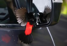 El volcán Arenal de Costa Rica demuestra que el bienestar es más que una palabra de moda en el turismo