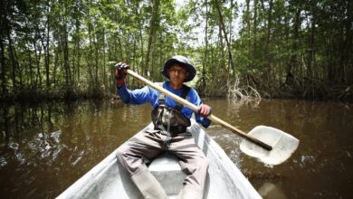 Belize’s Mangrove Secrets: How Invisible Maya Homes Are Rewriting Coastal History Belize’s Mangrove Secrets: How Invisible Maya Homes Are Rewriting Coastal History