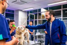 Bukele de El Salvador cambia el puño de hierro por la palma abierta en una nueva cruzada: salvar a los animales callejeros