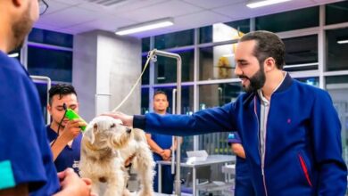 Bukele de El Salvador cambia el puño de hierro por la palma abierta en una nueva cruzada: salvar a los animales callejeros Bukele de El Salvador cambia el puño de hierro por la palma abierta en una nueva cruzada: salvar a los animales callejeros