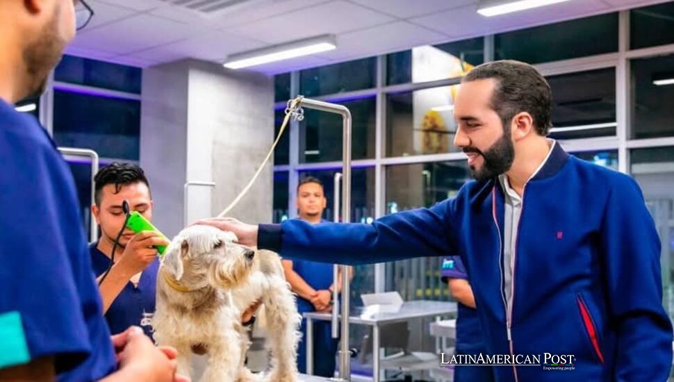 El Salvador’s Bukele Swaps Iron Fist for Open Palm in a New Crusade: Saving Stray Animals El Salvador’s Bukele Swaps Iron Fist for Open Palm in a New Crusade: Saving Stray Animals