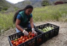 Campesinos colombianos cambian la coca por dignidad, café y un futuro duradero