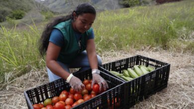 Colombian Farmers Trade Coca for Dignity, Coffee, and a Future That Lasts Colombian Farmers Trade Coca for Dignity, Coffee, and a Future That Lasts