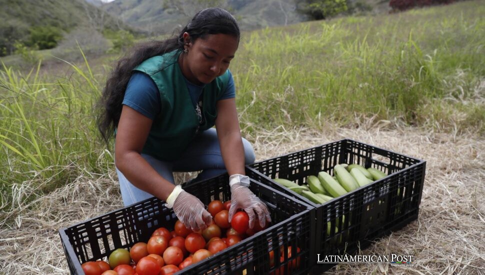 Colombian Farmers Trade Coca for Dignity, Coffee, and a Future That Lasts Colombian Farmers Trade Coca for Dignity, Coffee, and a Future That Lasts