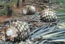 Mexico’s Tequila Future Rests on the Wings of Bats and the Agave They Pollinate