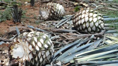 El futuro del tequila mexicano está en las alas de los murciélagos y en el agave que polinizan