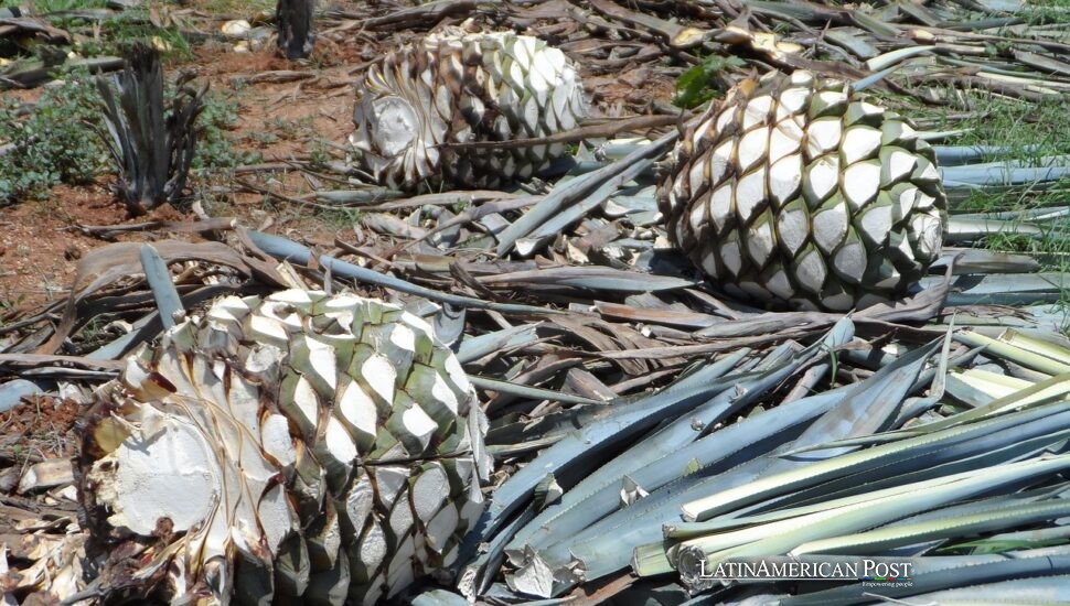 El futuro del tequila mexicano está en las alas de los murciélagos y en el agave que polinizan