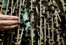 ¿Pueden los “superalimentos” amazónicos salvar el bosque? Adentro de la apuesta de Belém para convertir la biodiversidad en bioeconomía