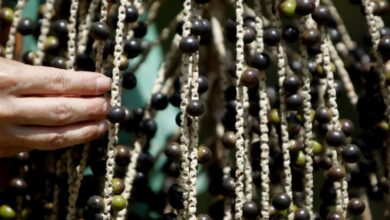 Can Amazon “Superfoods” Save the Forest? Inside Belém’s Bid to Turn Biodiversity into a Bioeconomy