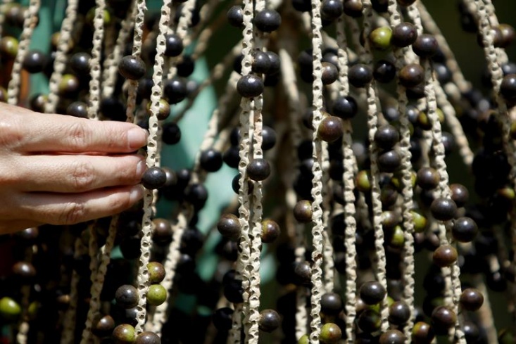 Can Amazon “Superfoods” Save the Forest? Inside Belém’s Bid to Turn Biodiversity into a Bioeconomy