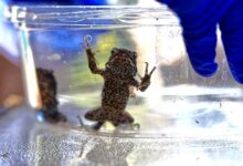 Puerto Rico’s Sapo Concho Leaps from Pop Cameo to Conservation Crusade