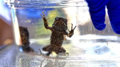 Puerto Rico’s Sapo Concho Leaps from Pop Cameo to Conservation Crusade