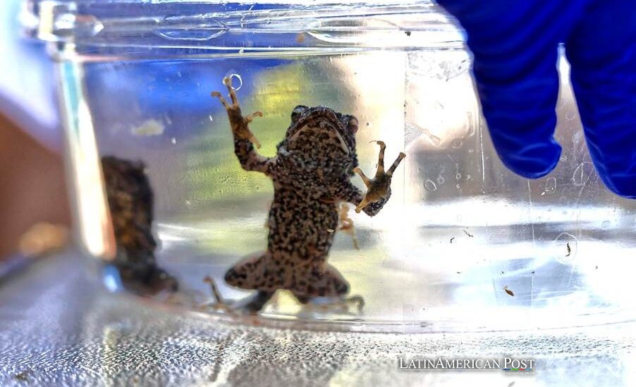 Puerto Rico’s Sapo Concho Leaps from Pop Cameo to Conservation Crusade