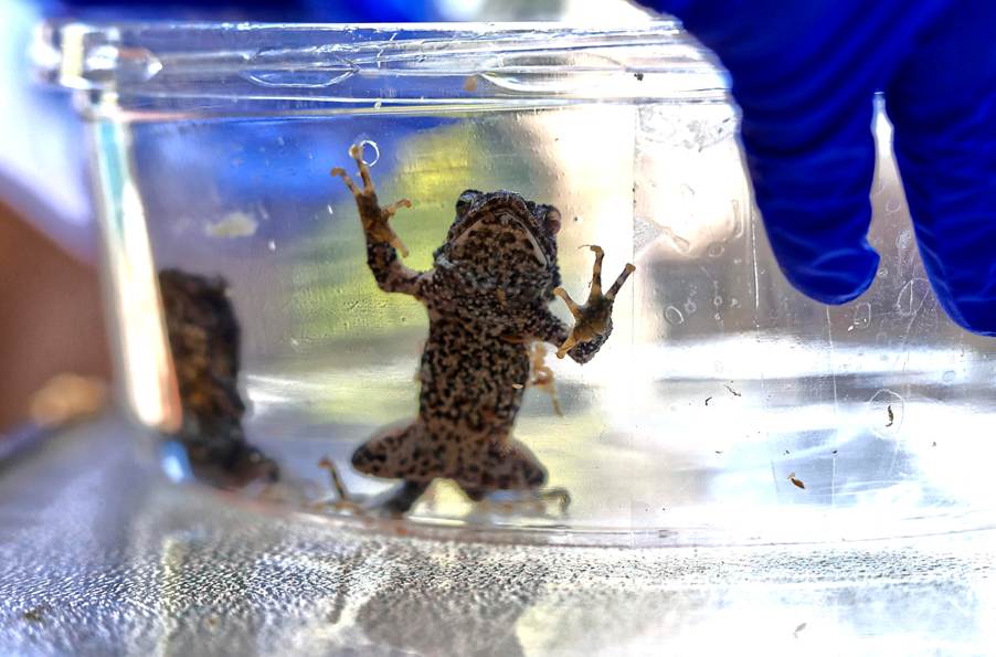 Puerto Rico’s Sapo Concho Leaps from Pop Cameo to Conservation Crusade