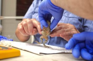 Puerto Rico's Sapo Concho Leaps from Pop Cameo to Conservation Crusade ...