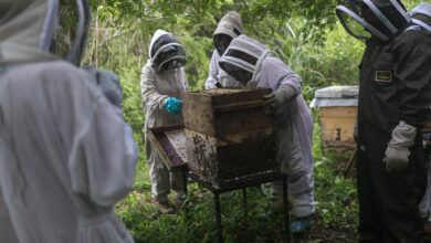 Mangrove Honey, Women's Work: How Panama and Peru Turn Bees Into a Coastal Shield