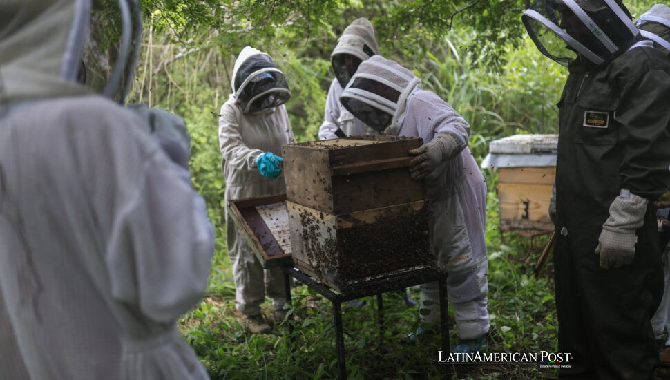 Miel de mangle, trabajo de mujeres: cómo Panamá y Perú convierten a las abejas en un escudo costero