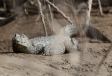 Argentina: el bosque El Impenetrable lucha contra el ganado, las motosierras y el clima