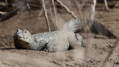 Argentina El Impenetrable Forest Battles Cattle, Chainsaws and Climate Stakes Argentina El Impenetrable Forest Battles Cattle, Chainsaws and Climate Stakes