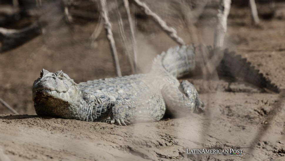 Argentina: Bosque El Impenetrable lucha contra el ganado, las motosierras y el clima