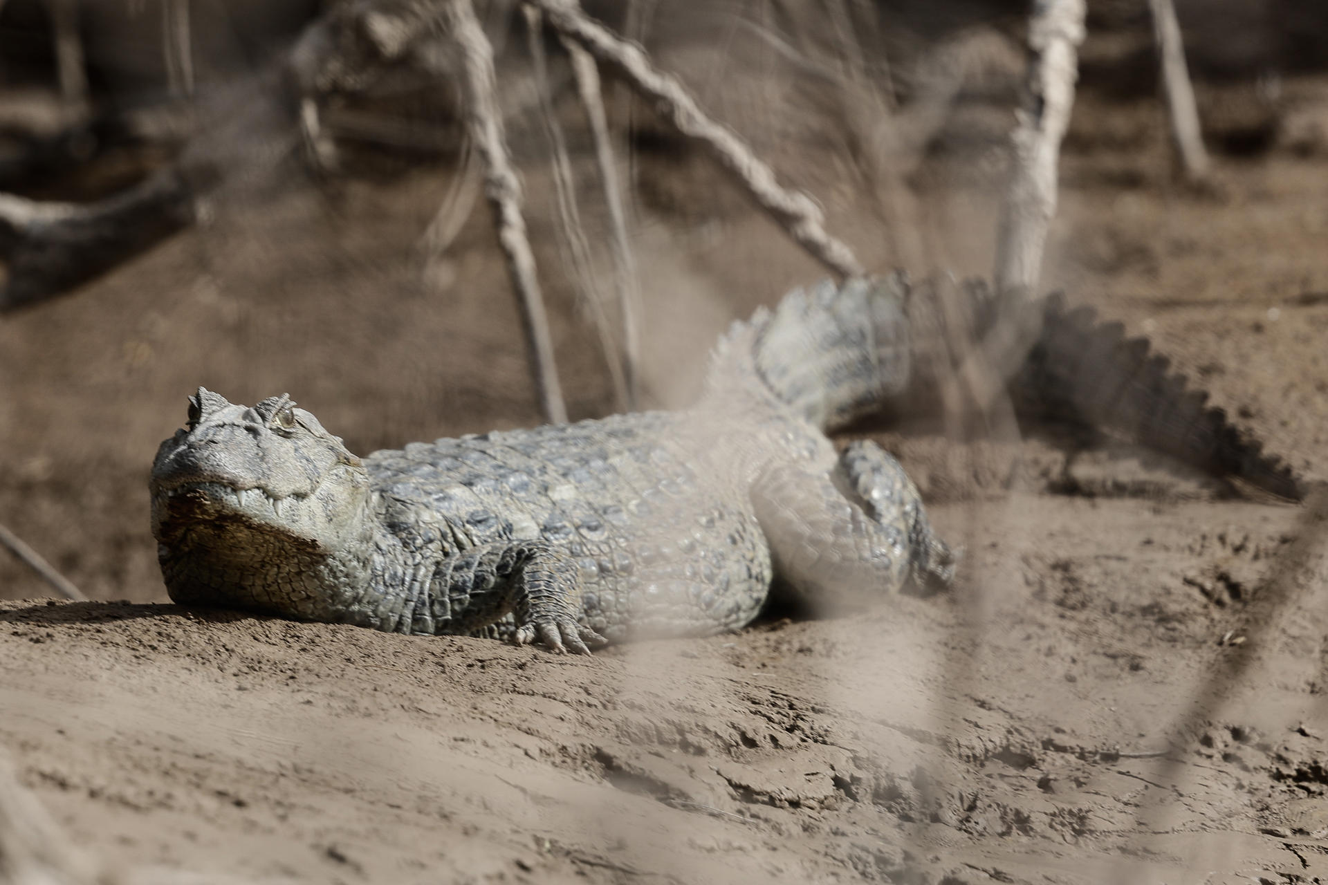 Argentina El Impenetrable Forest Battles Cattle, Chainsaws and Climate Stakes
