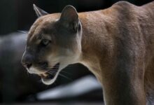 El gato que volvió: cómo el auge del puma en Chile está reescribiendo el corazón salvaje de la Patagonia