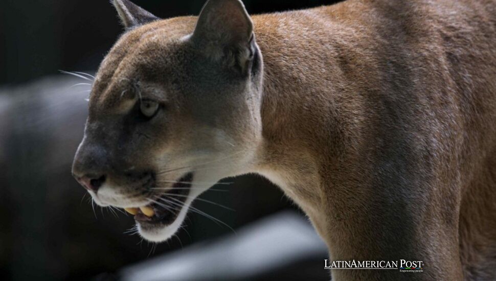 El gato que volvió: cómo el auge del puma en Chile está reescribiendo el corazón salvaje de la Patagonia