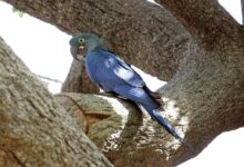Plumas blancas en el cielo azul: un virus amenaza el regreso del guacamayo de Spix salvaje en Brasil
