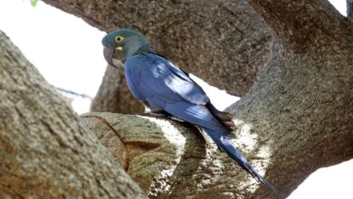 White Feathers in the Blue Sky: A Virus Threatens Brazil’s Wild Spix’s Macaw Comeback