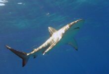 El mexicano que sobrevivió a la mordida de un tiburón de Galápagos y volvió para agradecerle