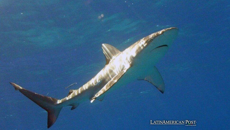 El mexicano que sobrevivió a la mordida de un tiburón de Galápagos y volvió para agradecerle