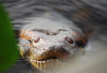 Los pantanos fósiles de América Latina revelan antiguas anacondas gigantes y secretos climáticos