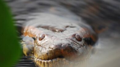 Latin America Fossil Swamps Reveal Ancient Giant Anacondas And Climate Secrets